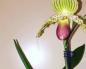 Mga tip kung paano magtanim ng vietnam bulb orchid
