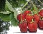 Hemmeligheter med å dyrke jordbær i Sibir og ta vare på dem i kaldt klima Hvordan dyrke jordbær i en sibirsk hage