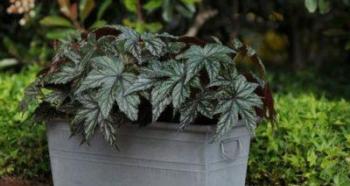 Begonia elatior - omsorg for dyrking hjemme Plantepleie