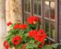 Hajde da saznamo kako se brinuti za geranije kod kuće kako bi cvjetale: karakteristike i osnovna pravila za uzgoj Kako natjerati pelargonij da procvjeta