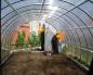 Mga varieties ng kamatis para sa mga greenhouse
