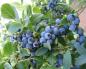 Hageblåbær: planting, dyrking og stell Hvordan dyrke et blåbærtre fra frø