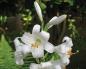 Беламканда китайська – дивовижна квітка на вашій клумбі.