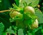 Hassel - et tre med verdifull frukt Hvordan hasselblader ser ut