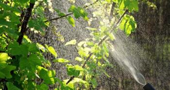 Features of spraying trees and shrubs against pests in spring