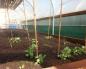 Growing greens in a greenhouse - useful tips for a large harvest