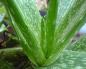 Rules of care, description with photo, reproduction and features of growing aloe