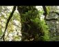 Načini uzgoja epifitskih biljaka Epifitske sobne biljke