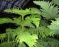 Araucaria: είδη με φωτογραφίες και περιγραφές, φροντίδα, έδαφος, λιπάσματα Araucaria forest
