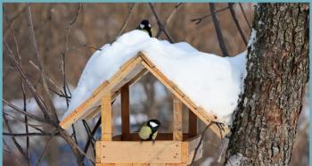 كيفية صنع وحدة تغذية الطيور بيديك: تعليمات لصنع مغذيات خشبية وبلاستيكية وصور ومقاطع فيديو