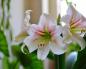 Decorative Hippeastrum: growing and propagating from seeds at home How to plant hippeastrum from seeds at home